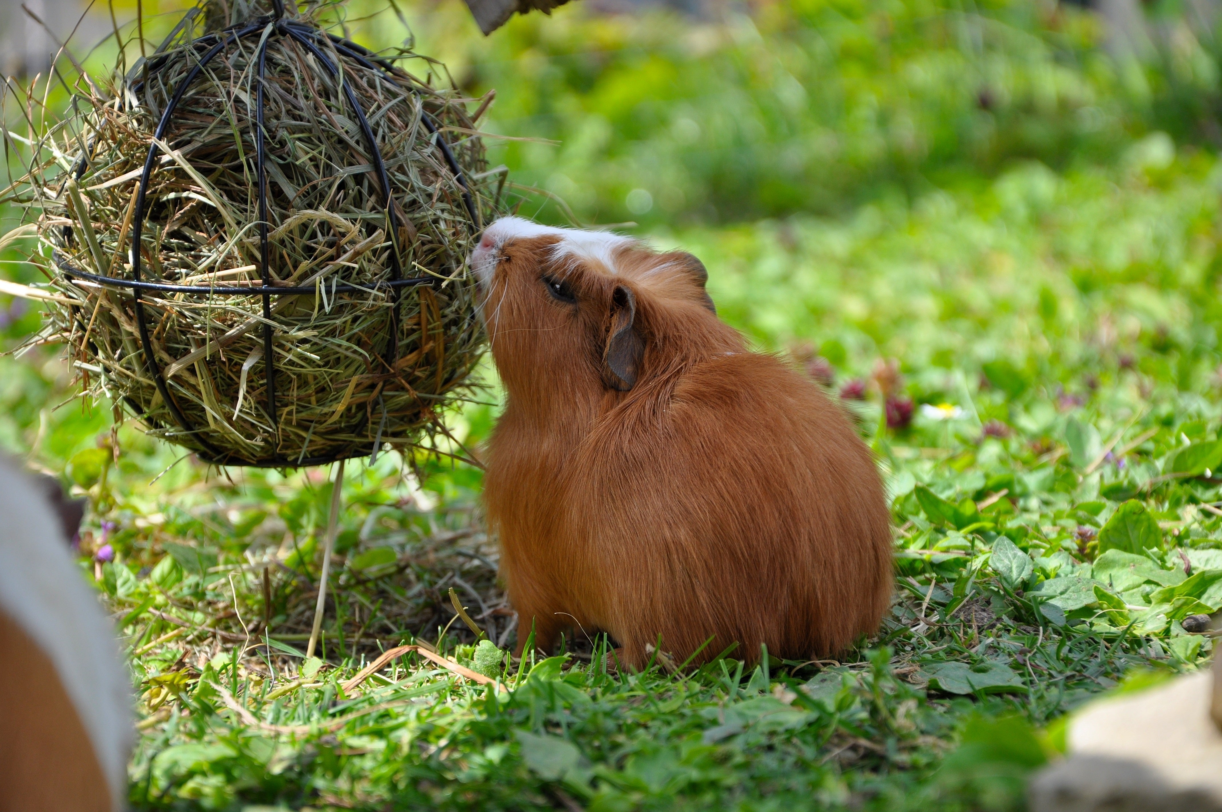 Picture of Which Cut of Timothy Hay Should I Feed My Guinea Pigs? – Critter Colony ...