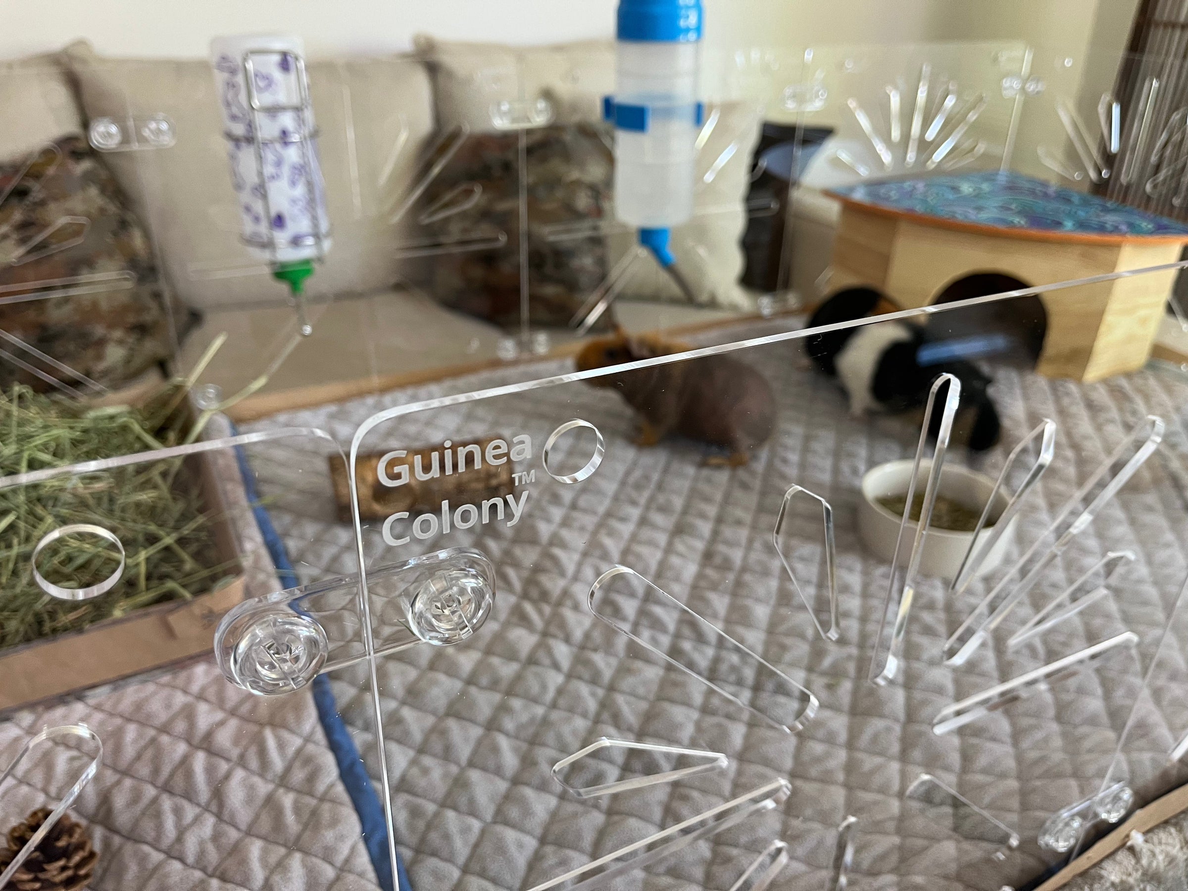 Guinea Colony Collection - Critter Colony Club