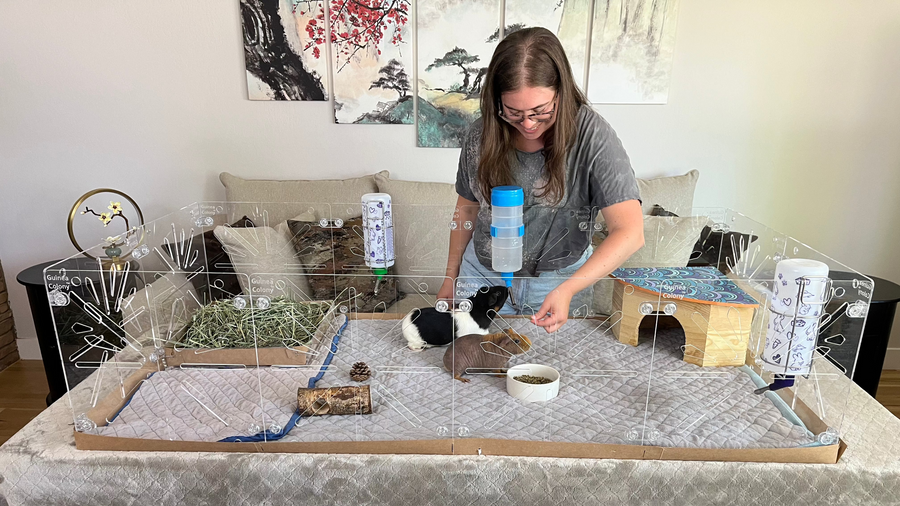 Like with guinea pig owners in other guinea pig cages and C&C cages, guinea pig parents can enjoy the best of times with their piggies in our Guinea Colony habitats.