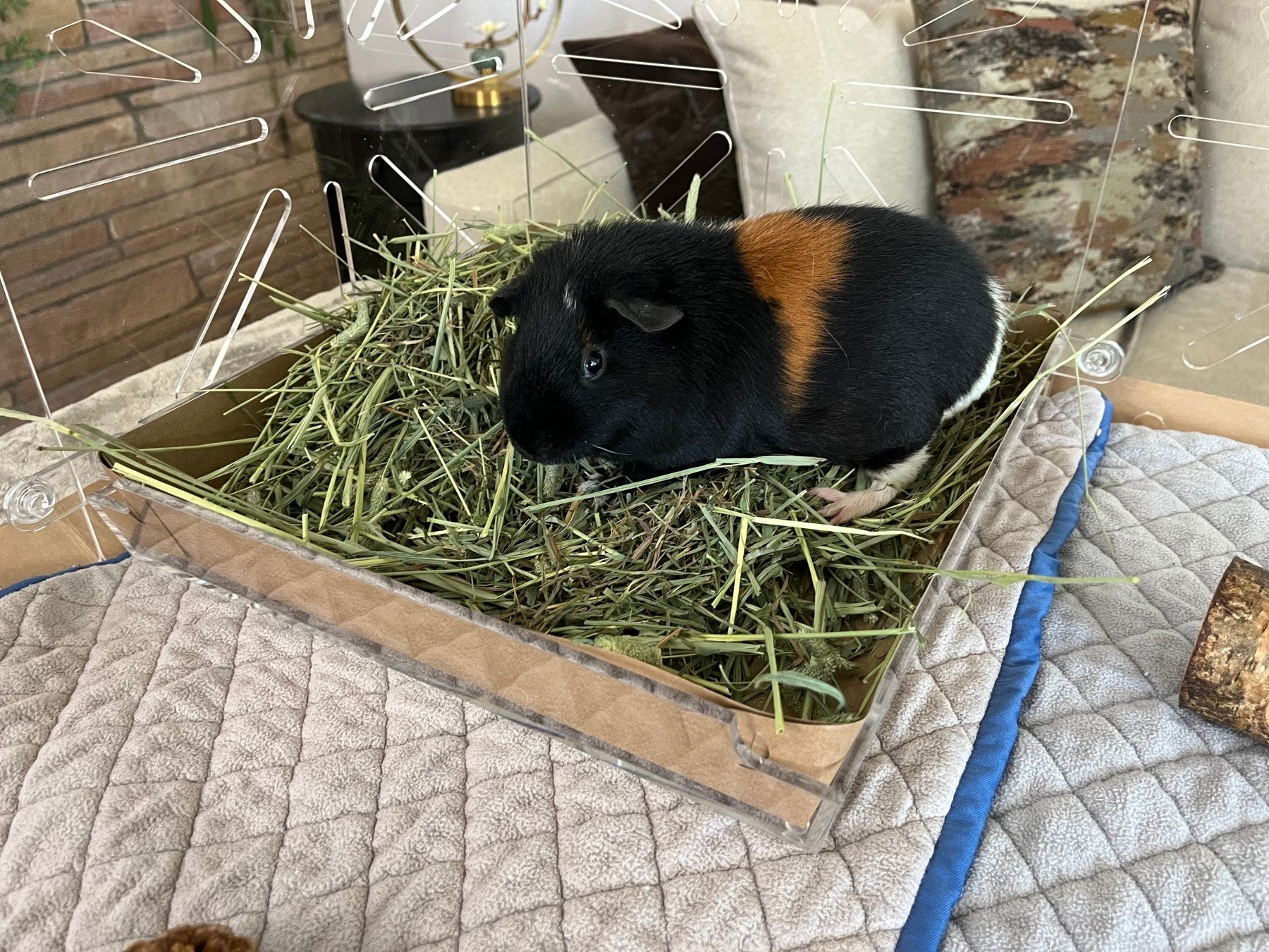 Two Guinea What Gender Guinea Pig Should I Get Male Guinea Pig