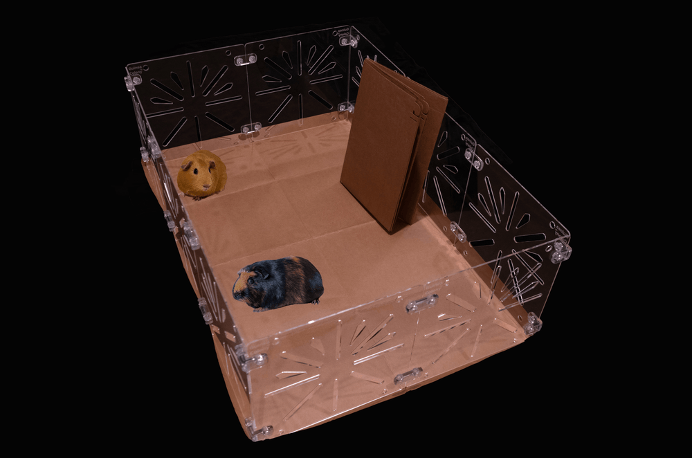 Guinea Colony Starter Kit - Critter Colony Club - a 2x3 starter kit is the same size as a standard 2x3 C&C cage