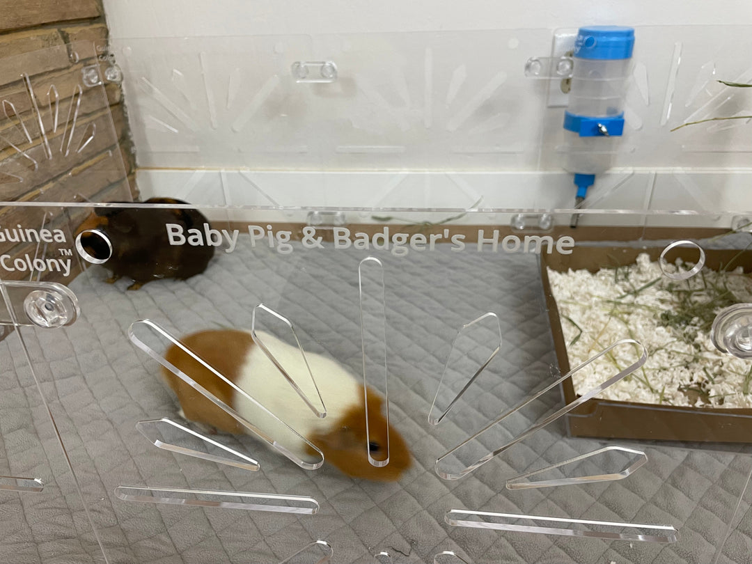 Choosing the Right Guinea Pig Cage Size: Space, Safety & Health Tips - Critter Colony Club