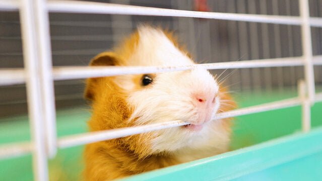 Why Do Guinea Pigs Chew Cage Bars? 6 Reasons and Safe Ways to Stop It - Critter Colony Club