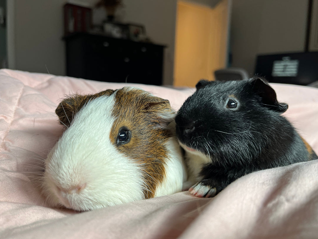 Why Guinea Pigs Should Never Be Kept Alone: The Case for Companionship - Critter Colony Club