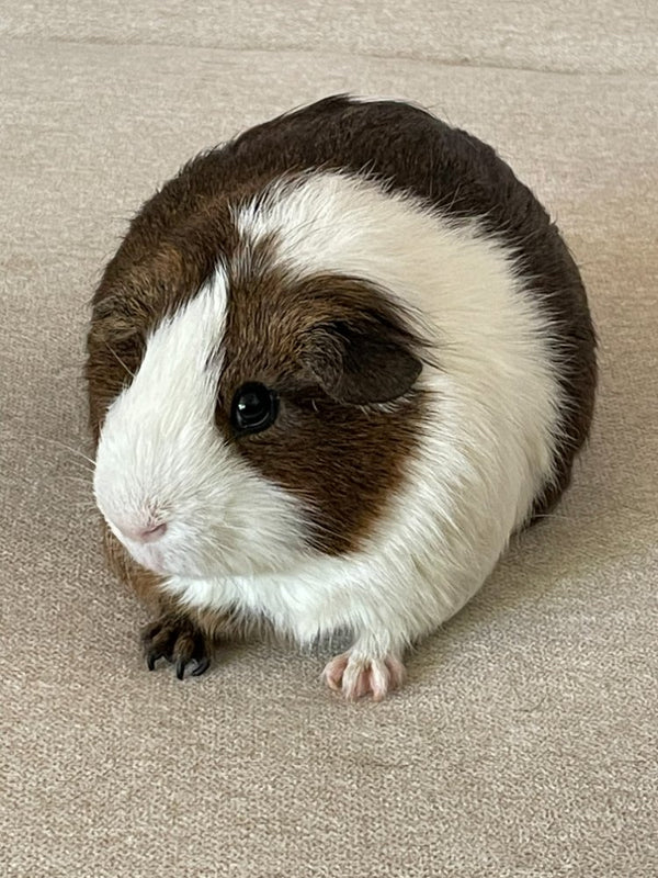 Baby Pig