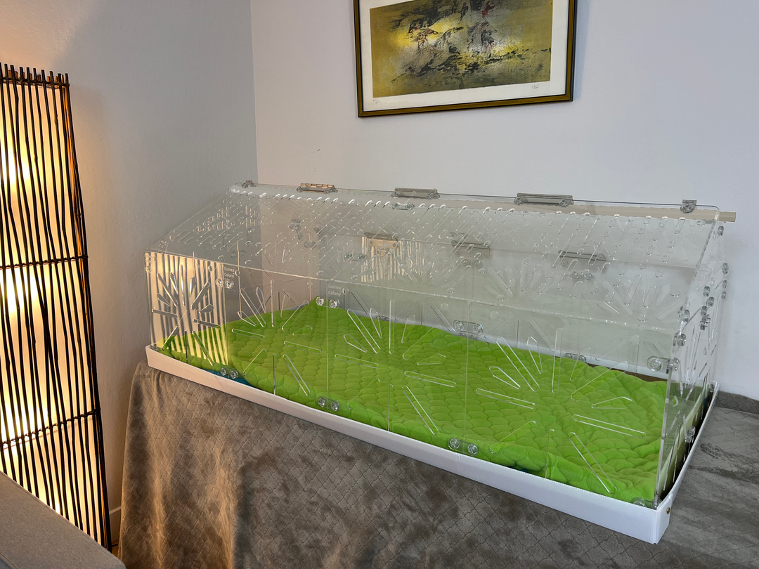 Guinea Colony Roof Lid