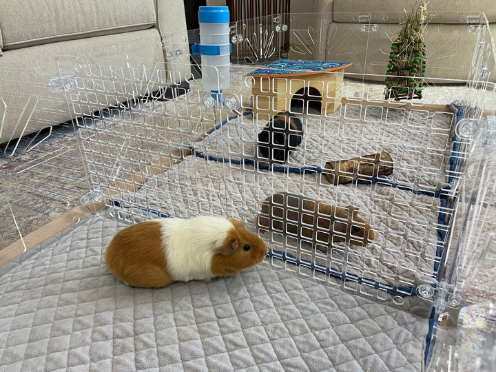 Guinea Colony Divider Accessory Pack - Critter Colony Club - Divider Tiles in place in habitat to separate neighboring piggies. Modular like C&C cages, it is easy to add a separation in the middle.