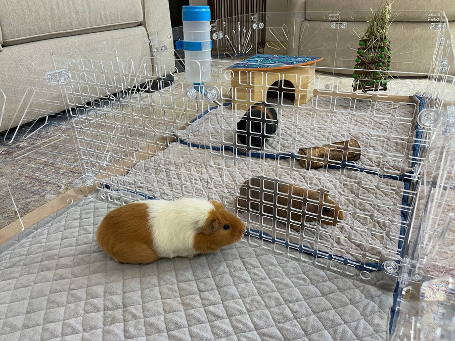 Guinea Colony Divider Accessory Pack - Critter Colony Club - Divider Tiles in place in habitat to separate neighboring piggies. Modular like C&C cages, it is easy to add a separation in the middle.