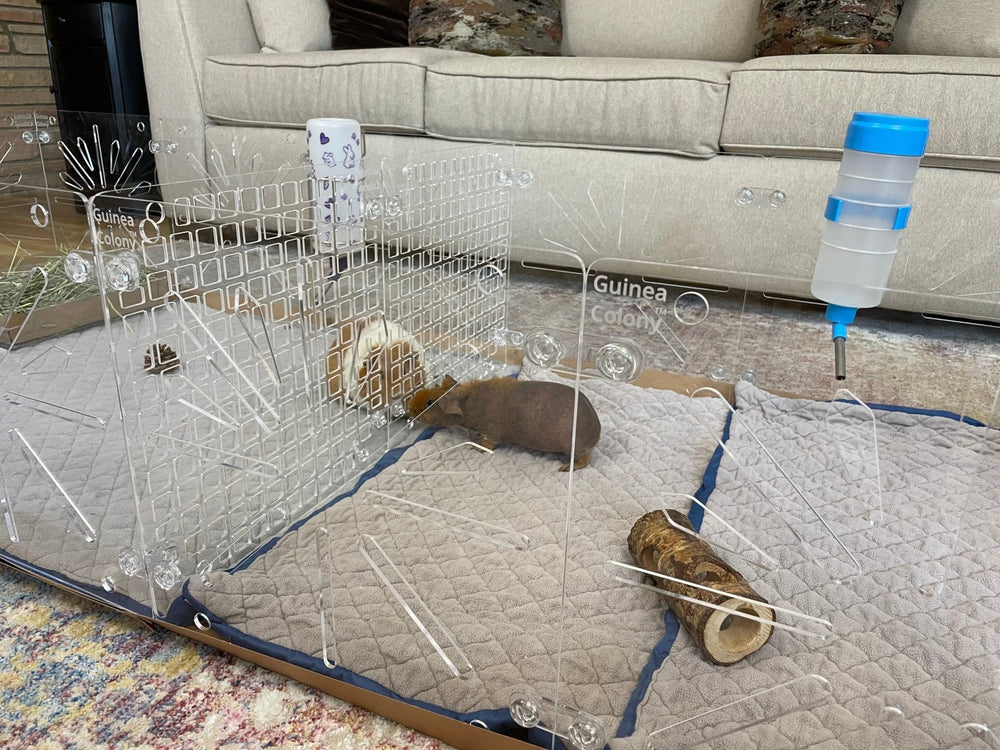 Guinea Colony Divider Accessory Pack - Critter Colony Club - Similar to how you can divide CC cages, our Divider Accessory Pack allows you to separate neighbors in our habitat.