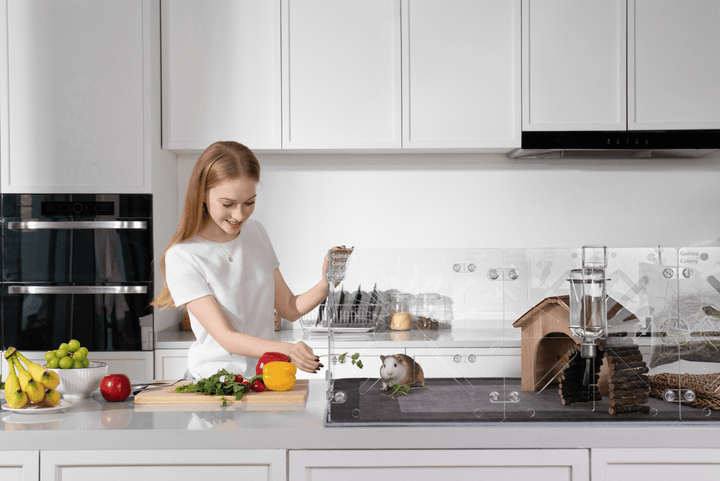 Guinea Colony Starter Kit - Critter Colony Club - Woman in a modern kitchen with an all clear guinea pig cage on the counter - this habitat is an upgrade from c&c cages for guinea pigs