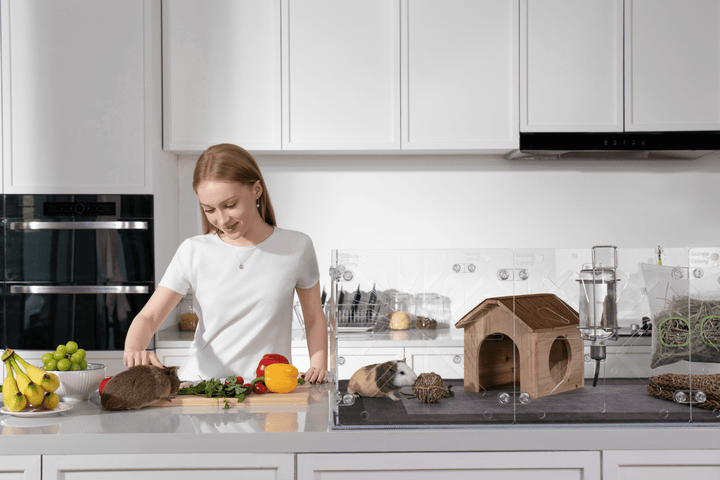 Guinea Colony Starter Kit - Critter Colony Club - Woman in a kitchen petting her guinea pig on the counter next to her large, all clear guinea pig cage.