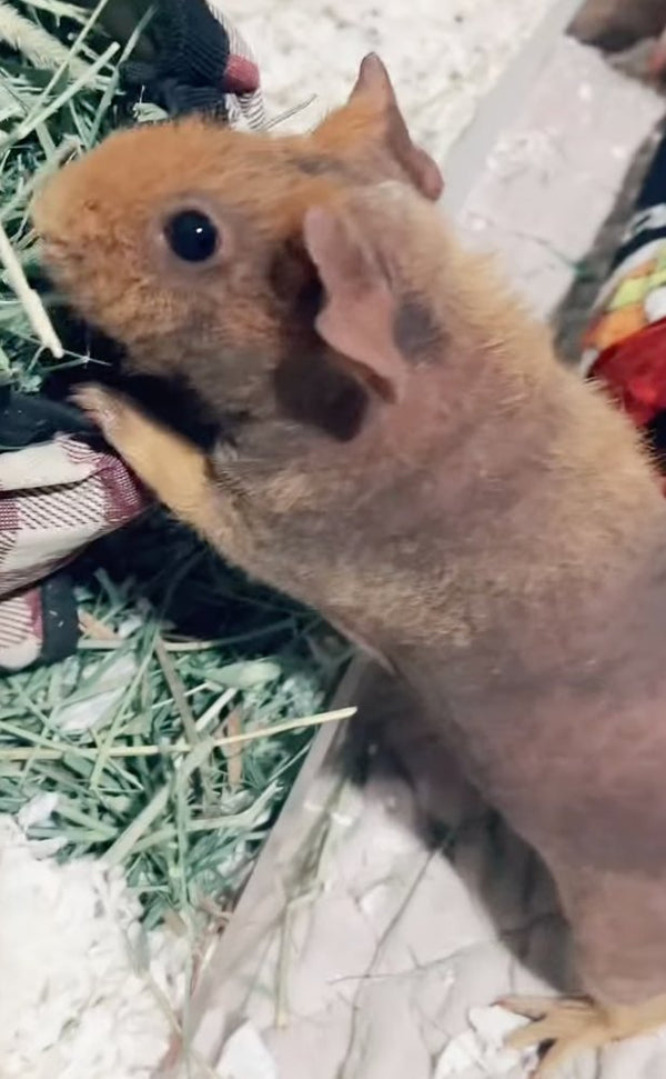 Kiwi