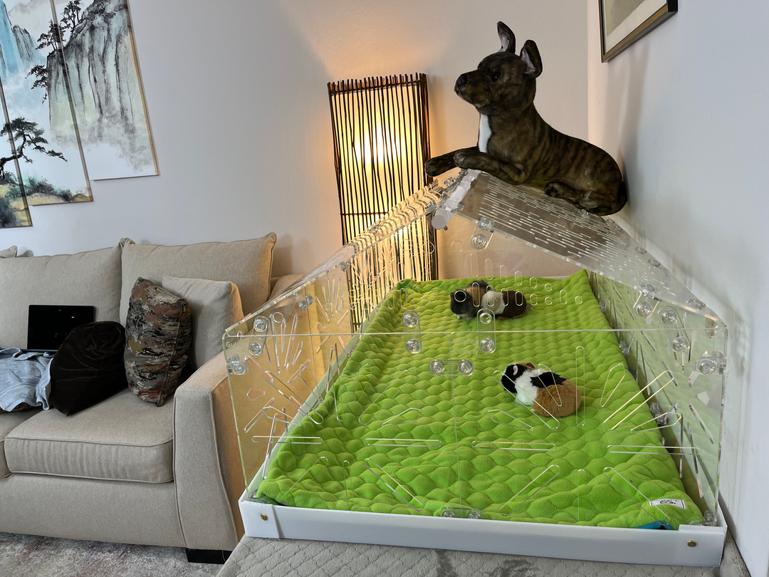 Guinea Colony Roof Lid