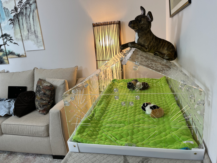 Guinea Colony Roof Lid