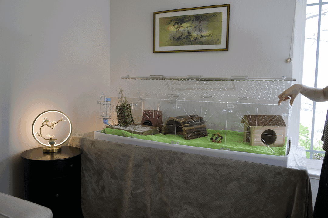 Guinea Colony Roof Lid