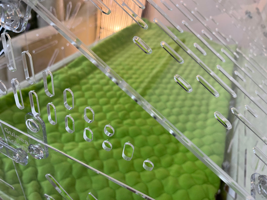 Guinea Colony Roof Lid